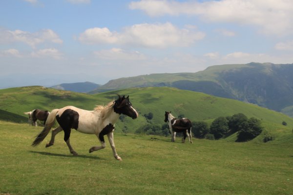 zaldiak-chevaux-horses-caballos-pottok-paturage-estive-liberté-freedom-summer pastures-