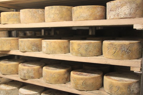 ardi gasna-fromage-queso-AOC ossau iraty-cheese-ferme-farm-rencontre fermiers-la vie à la ferme-farmers-degustation fromage-taisting cheese